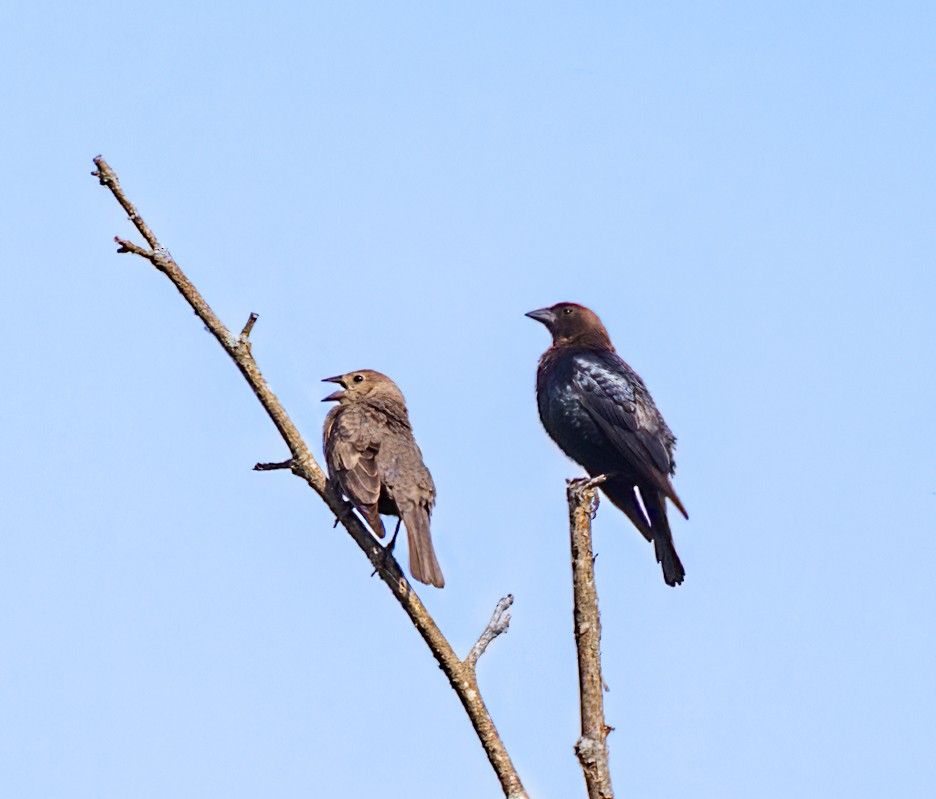 Brown-headed Cowbird - ML619937954