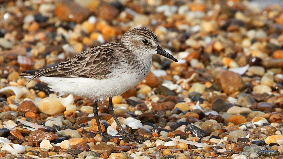 Semipalmated Sandpiper - ML619937957