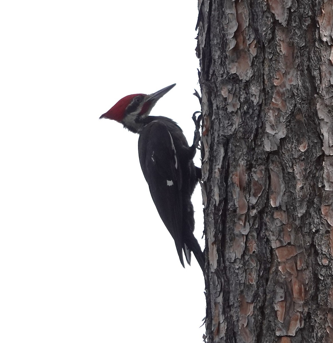 Pileated Woodpecker - ML619937960