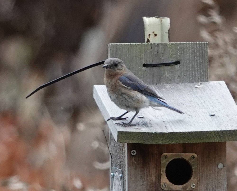 Eastern Bluebird - ML619937991