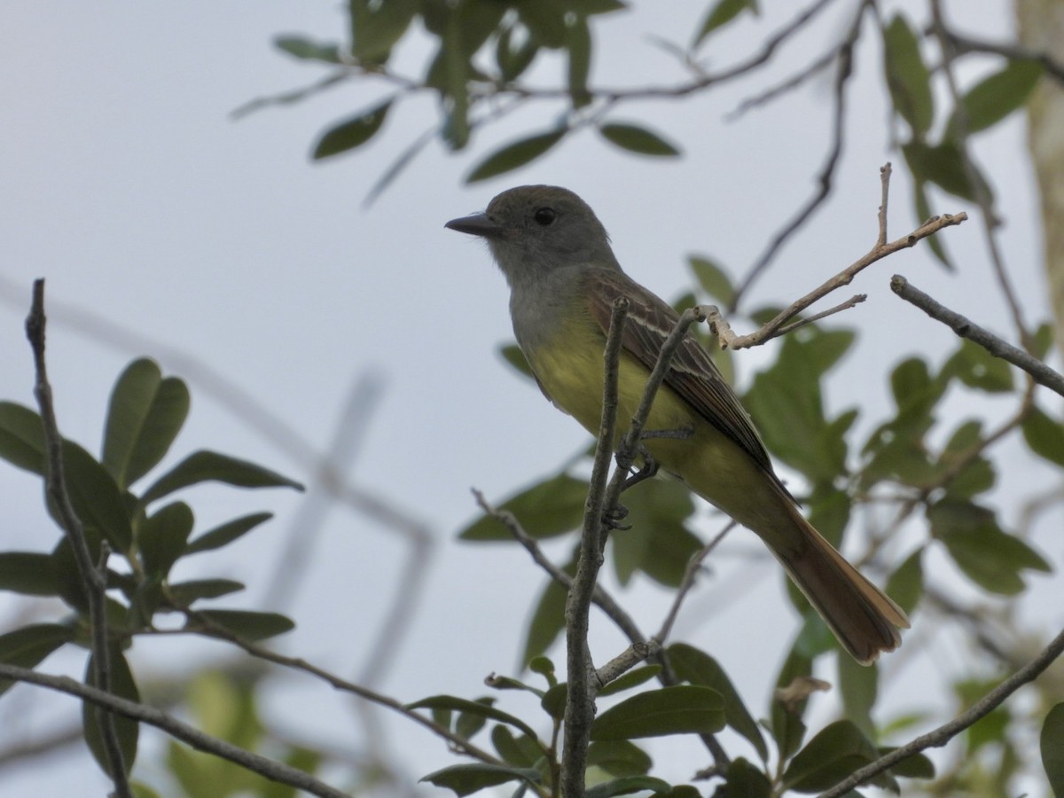 Great Crested Flycatcher - ML619938006