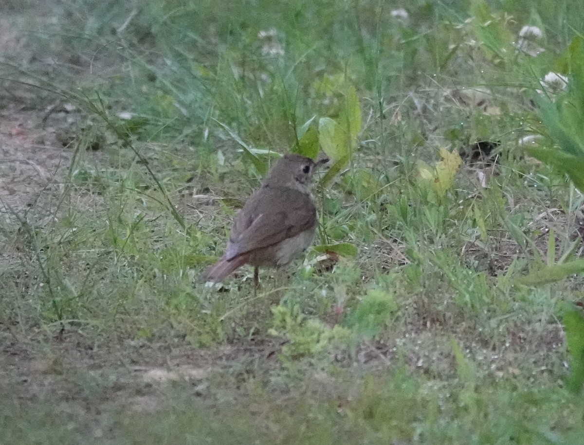 Gray-cheeked/Bicknell's Thrush - ML619938010