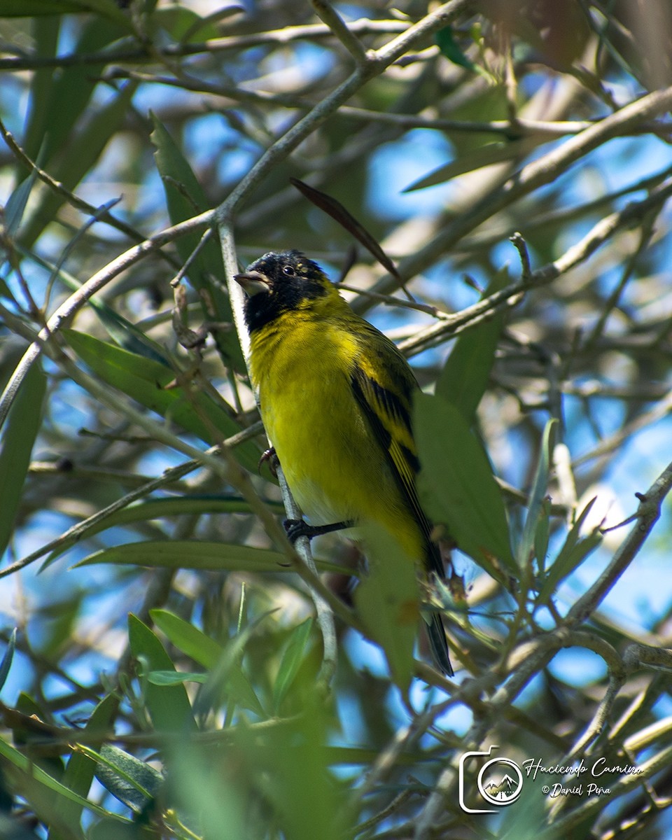 Hooded Siskin - ML619938012