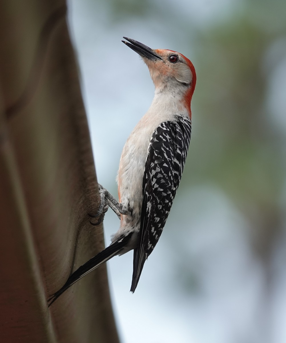 Red-bellied Woodpecker - ML619938032