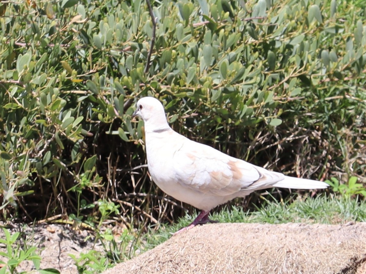 Eurasian Collared-Dove - ML619938040