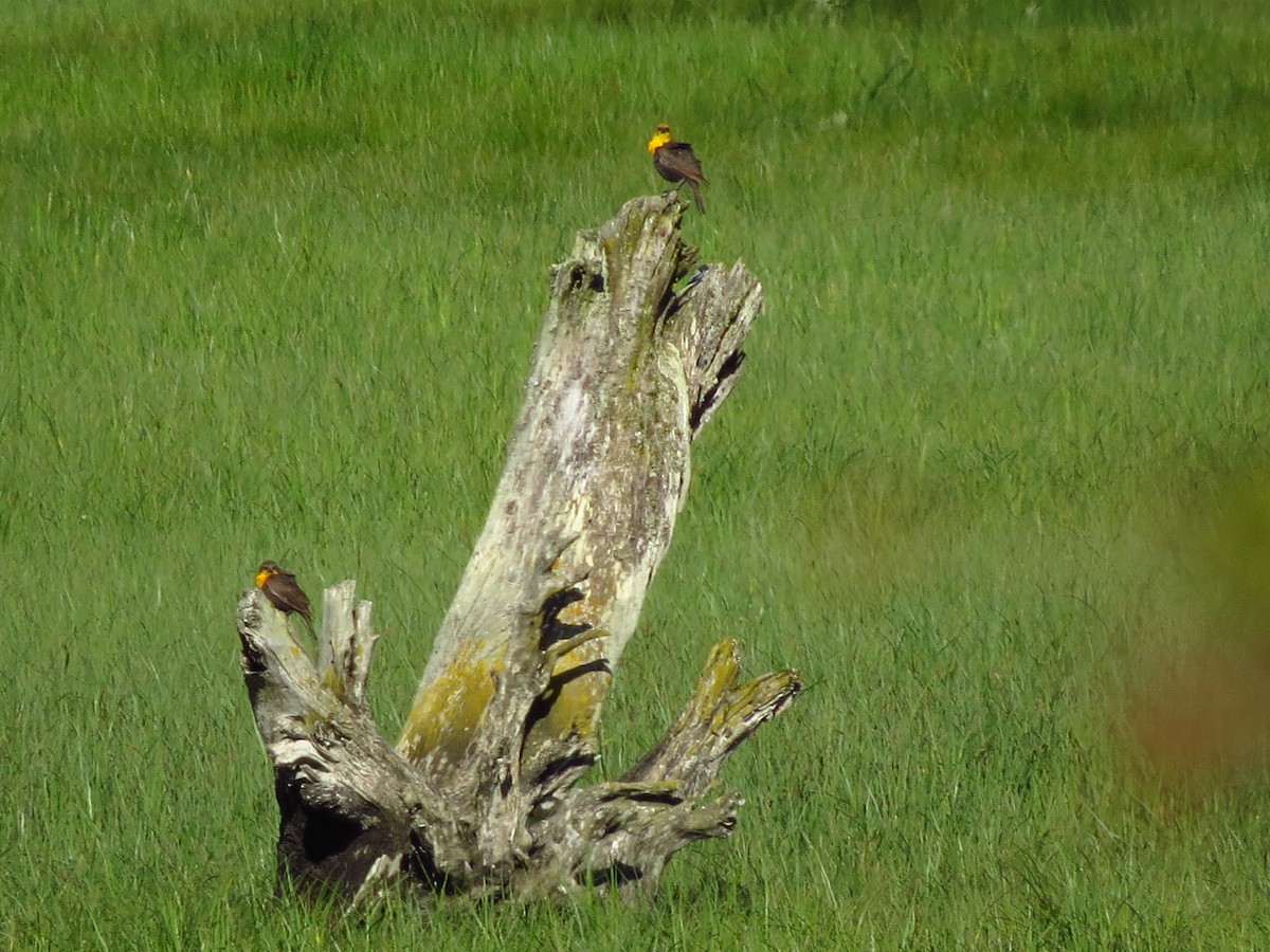 Yellow-headed Blackbird - ML619938052