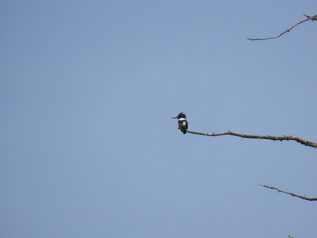 Belted Kingfisher - ML619938063