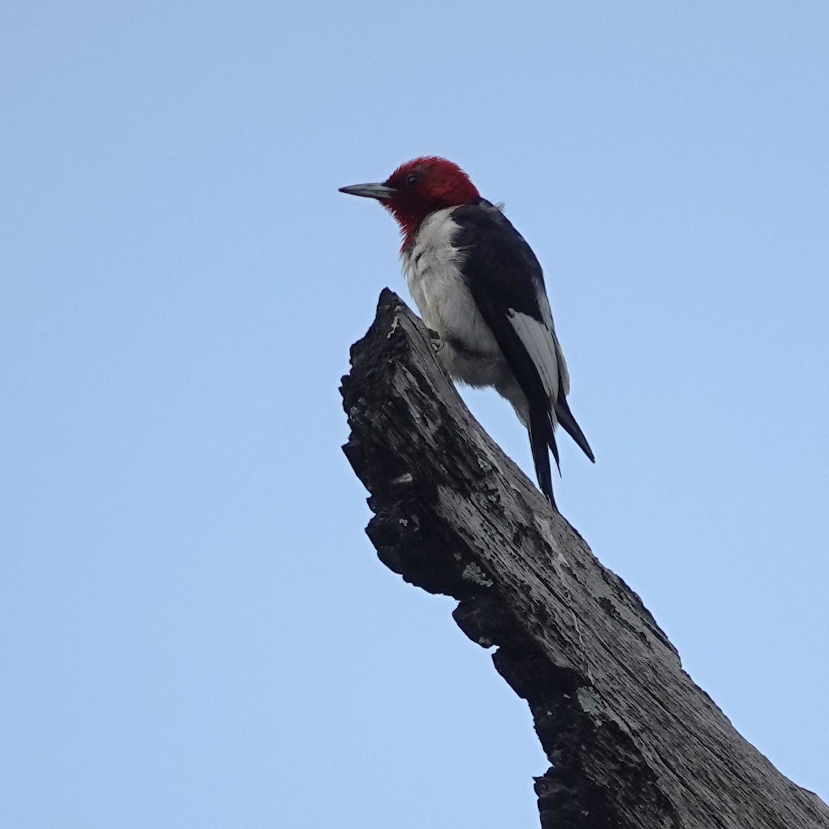 Red-headed Woodpecker - ML619938094