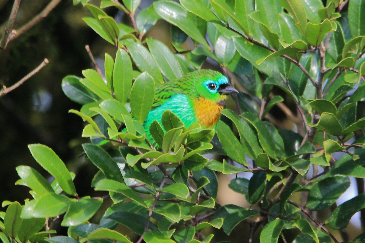 Brassy-breasted Tanager - ML619938099