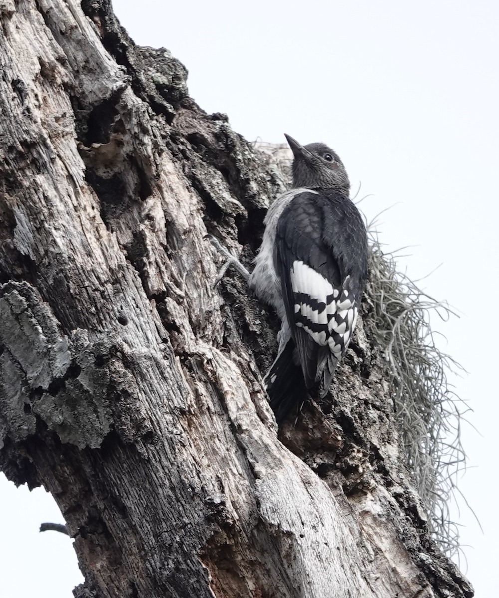 Red-headed Woodpecker - ML619938107