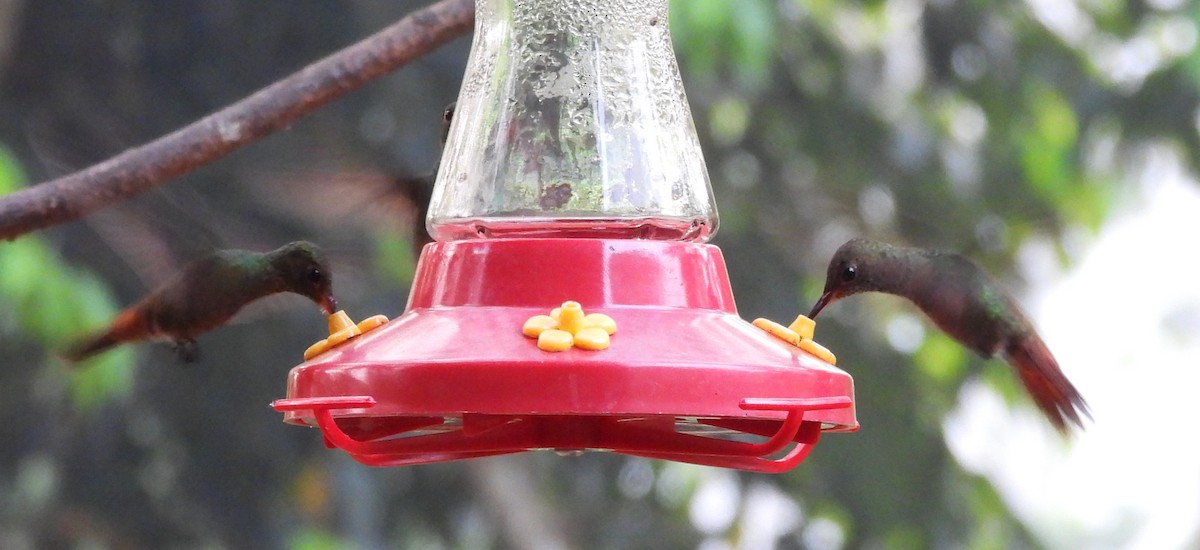 Rufous-tailed Hummingbird - ML619938111