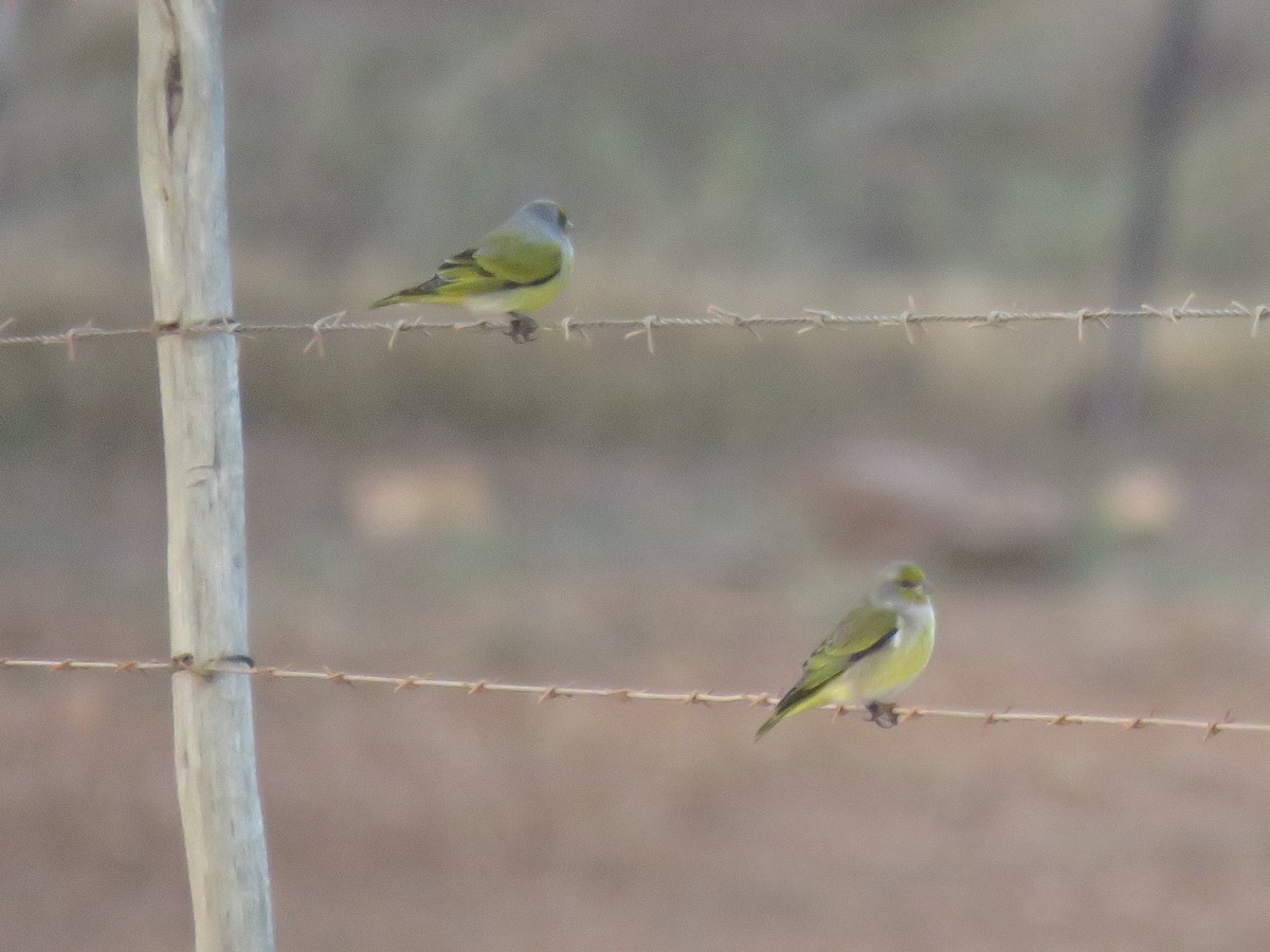 Cape Canary - ML619938123