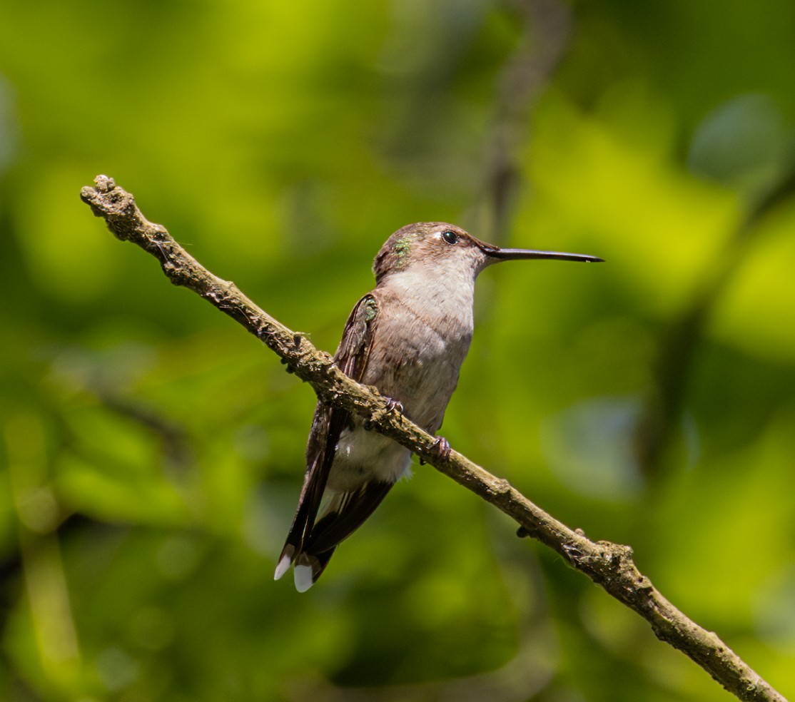 Ruby-throated Hummingbird - ML619938134