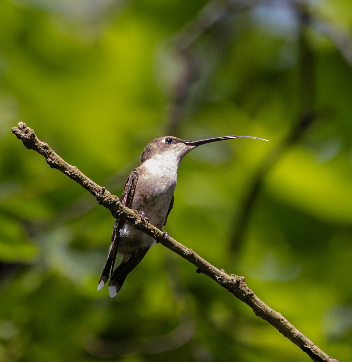 Ruby-throated Hummingbird - ML619938135