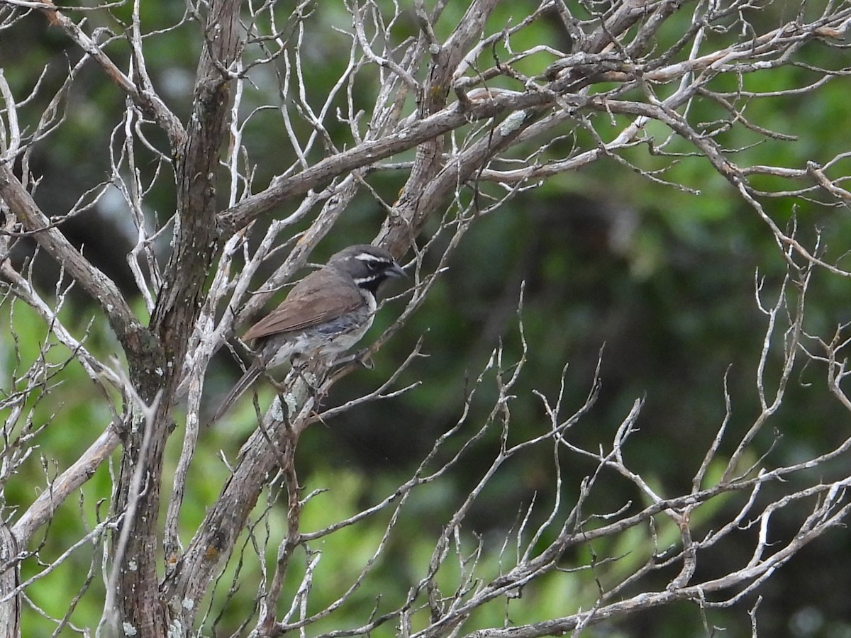Black-throated Sparrow - ML619938137
