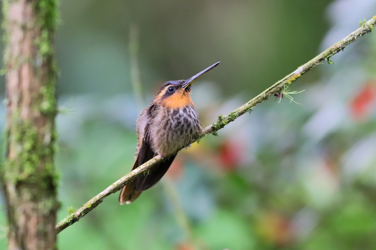 kolibřík pilozobý - ML619938139