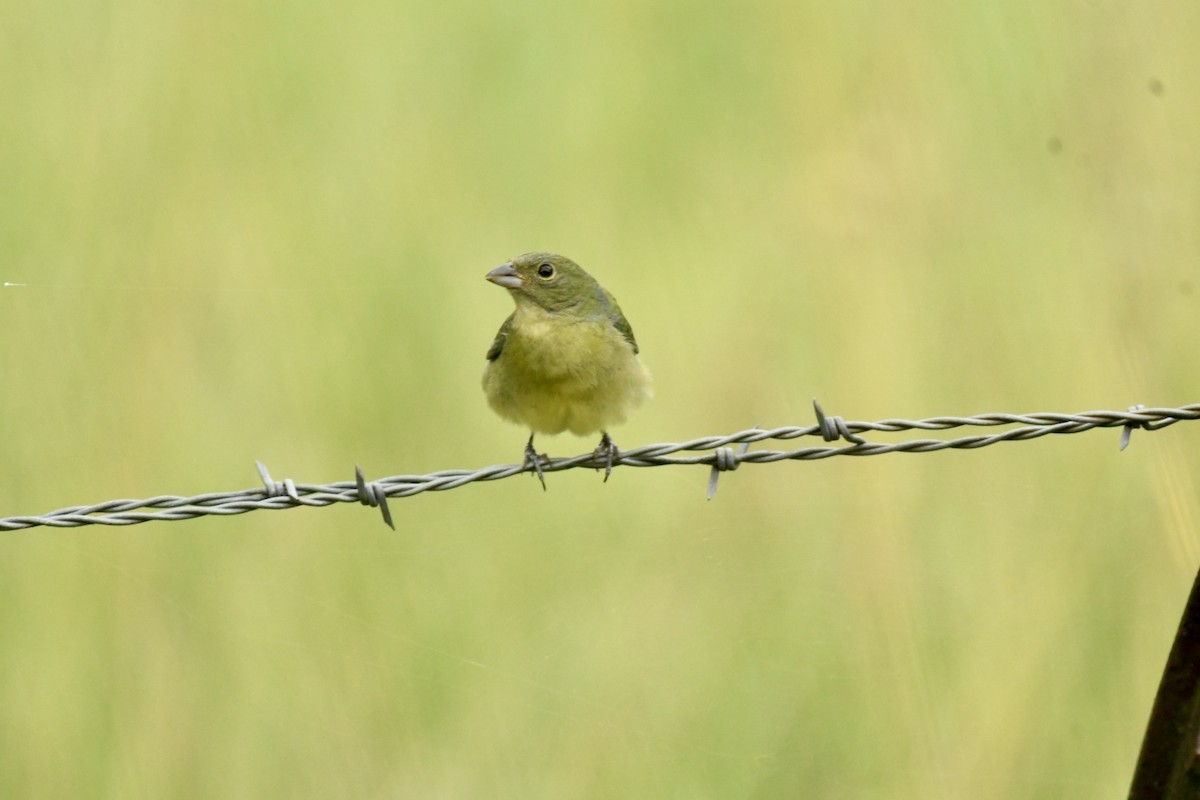 Painted Bunting - ML619938144