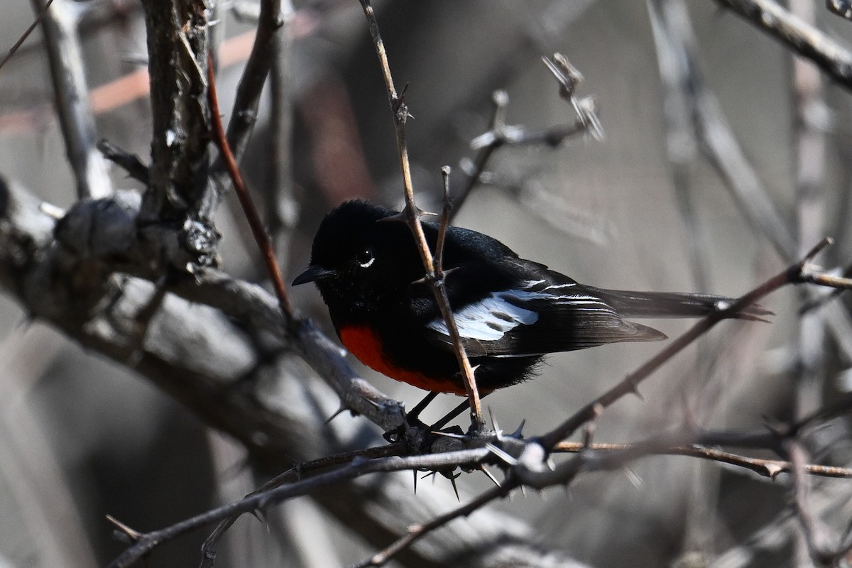 Painted Redstart - ML619938152