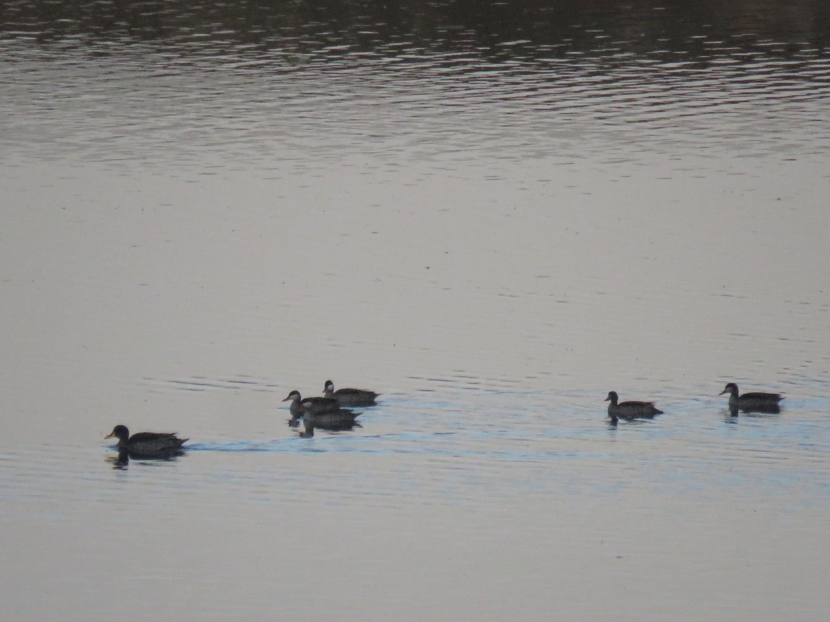 Canard à bec rouge - ML619938165