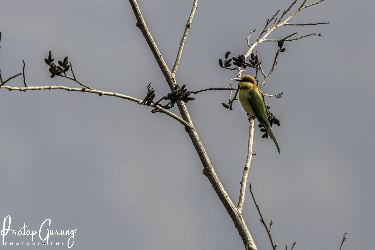 Chestnut-headed Bee-eater - ML619938167