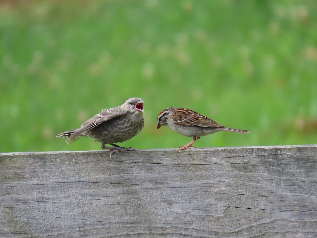 Chipping Sparrow - ML619938168