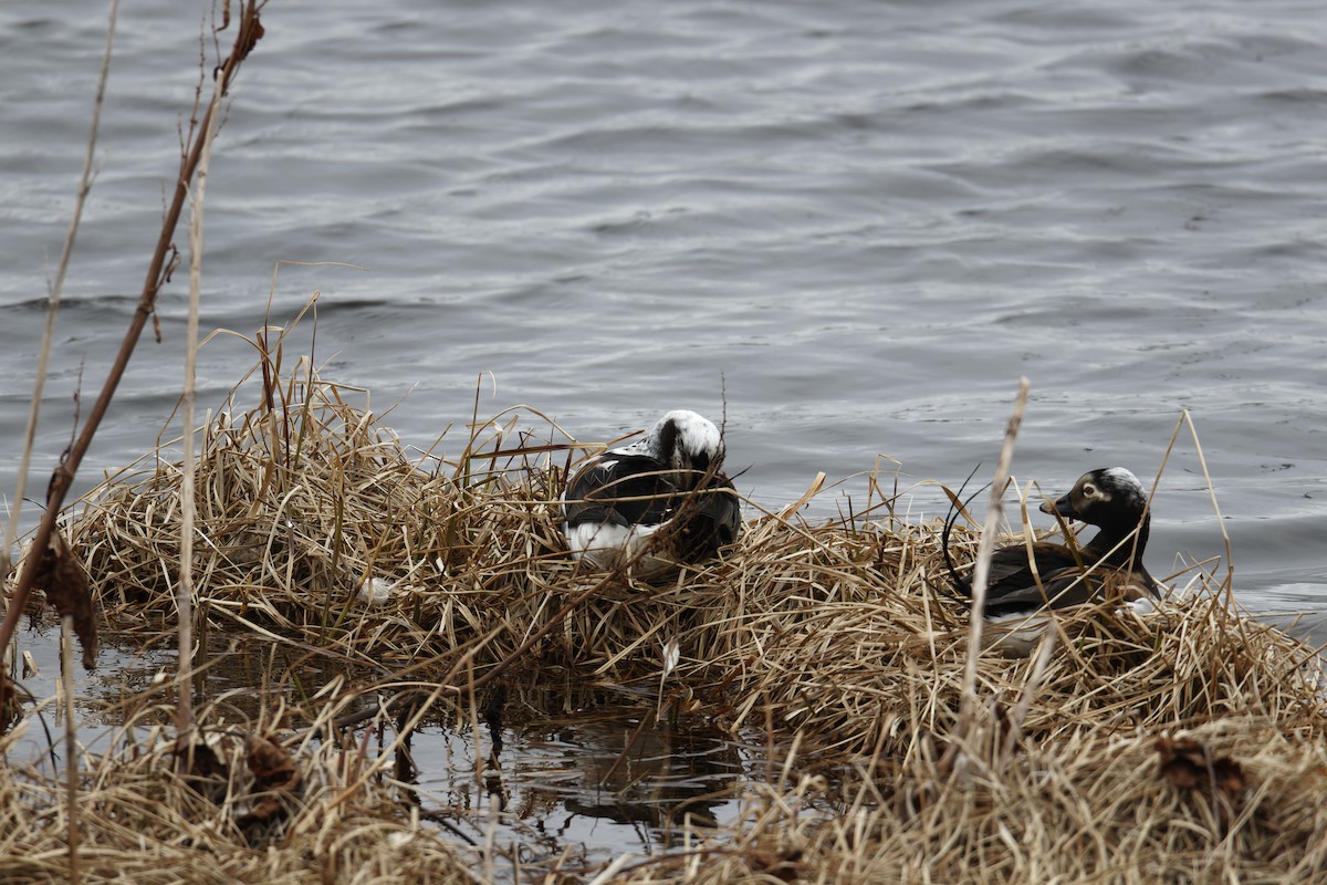 Long-tailed Duck - ML619938197