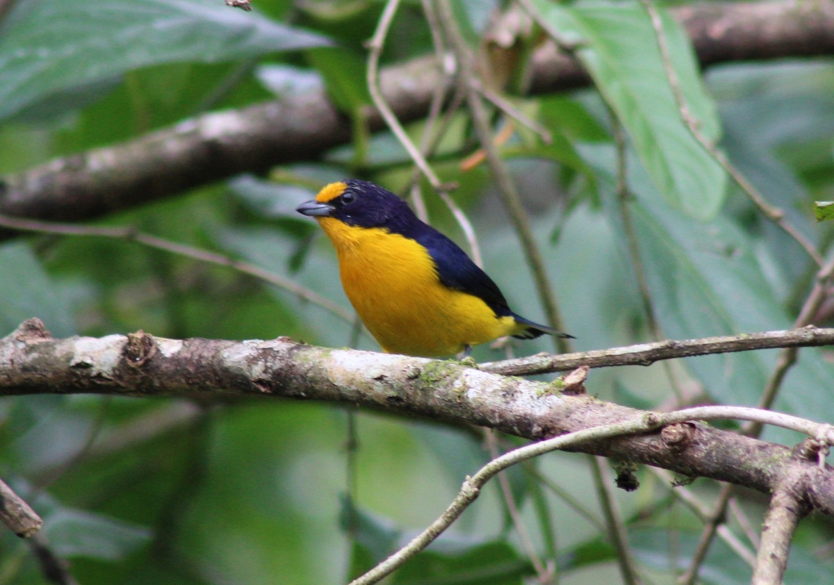 Violaceous Euphonia - ML619938202