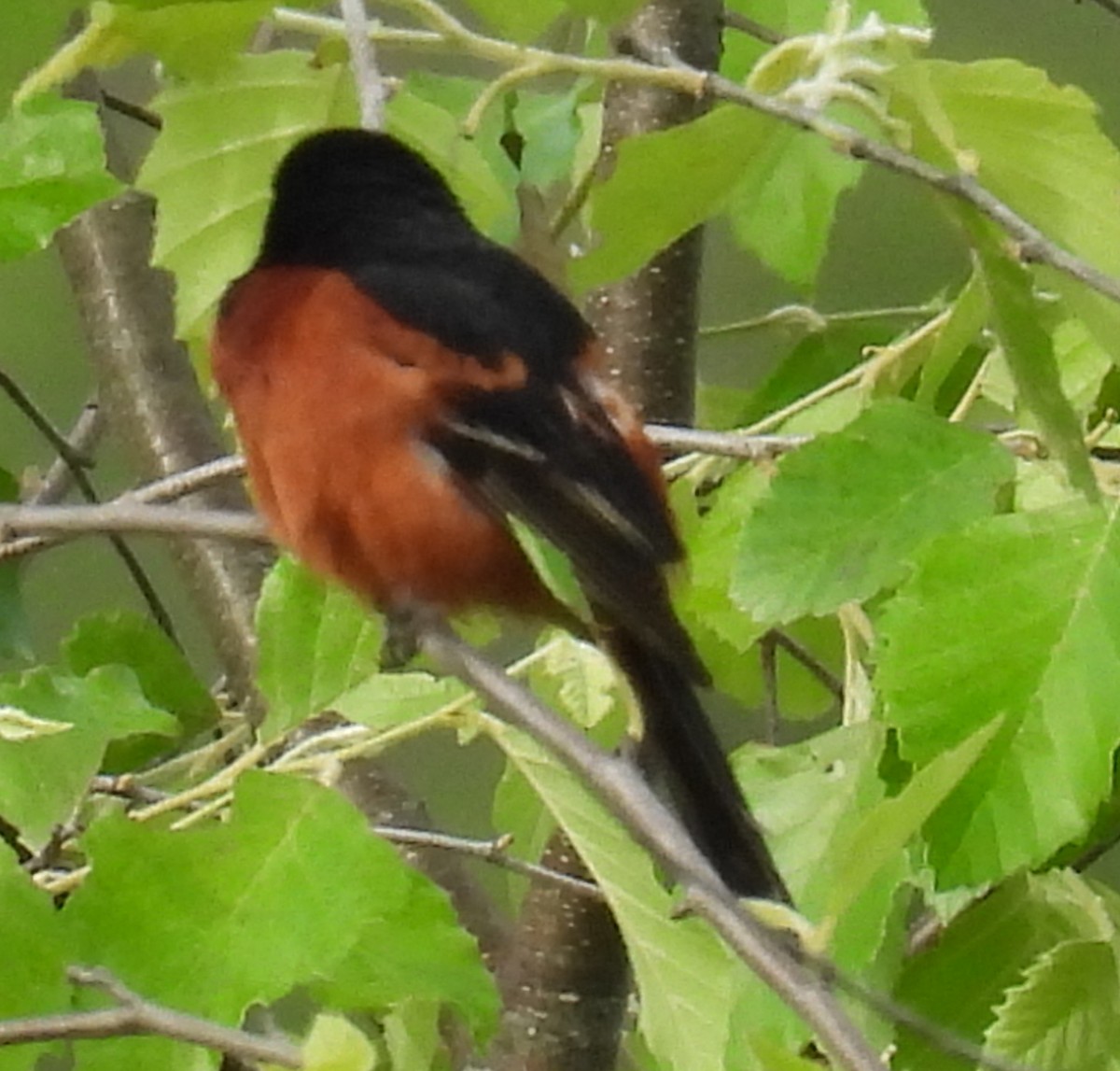Orchard Oriole - ML619938203