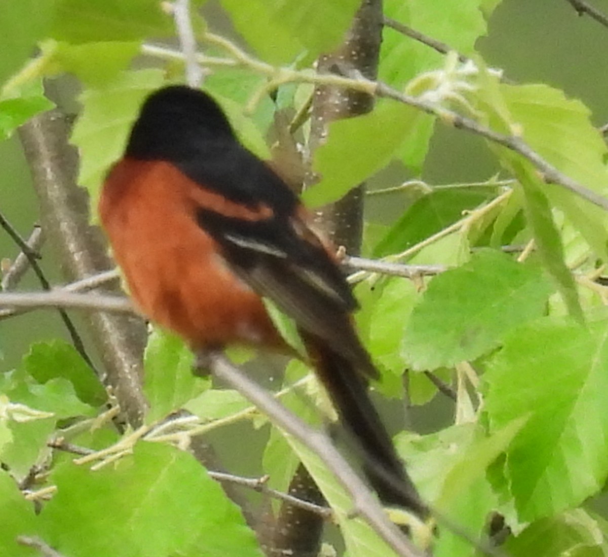 Orchard Oriole - ML619938204