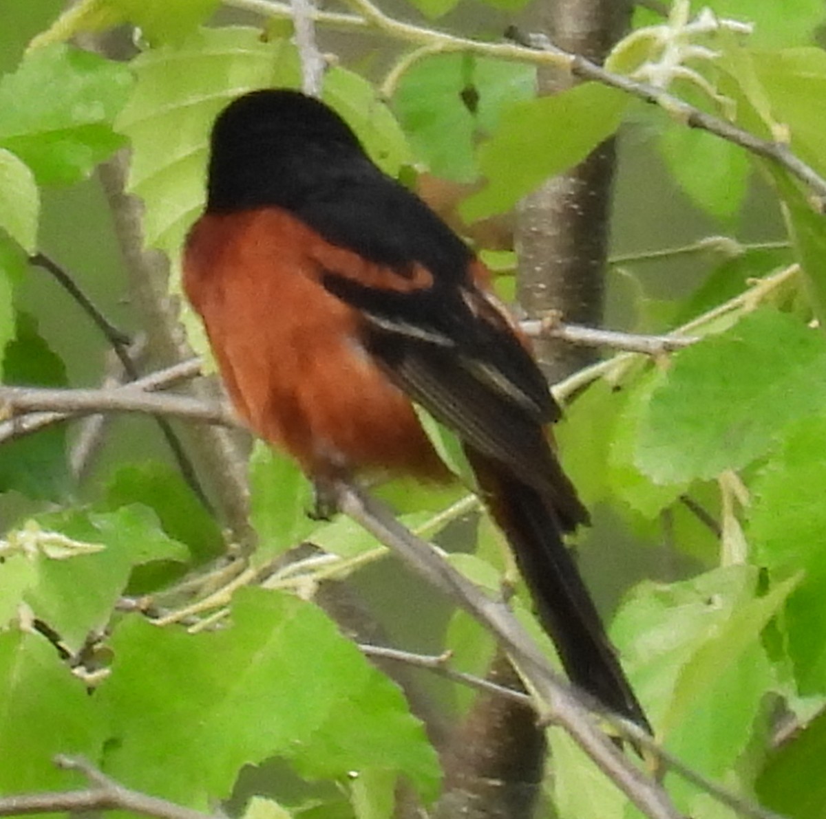 Orchard Oriole - ML619938205