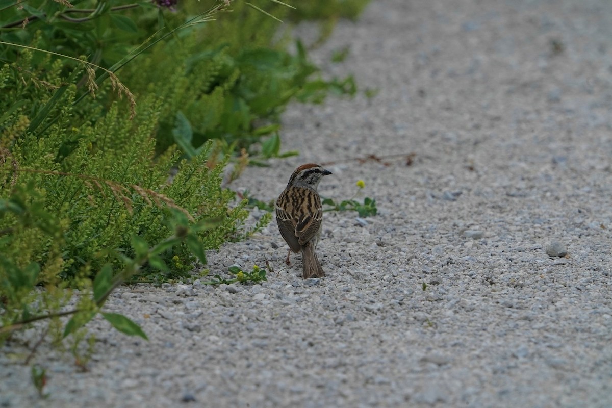 Chipping Sparrow - ML619938218
