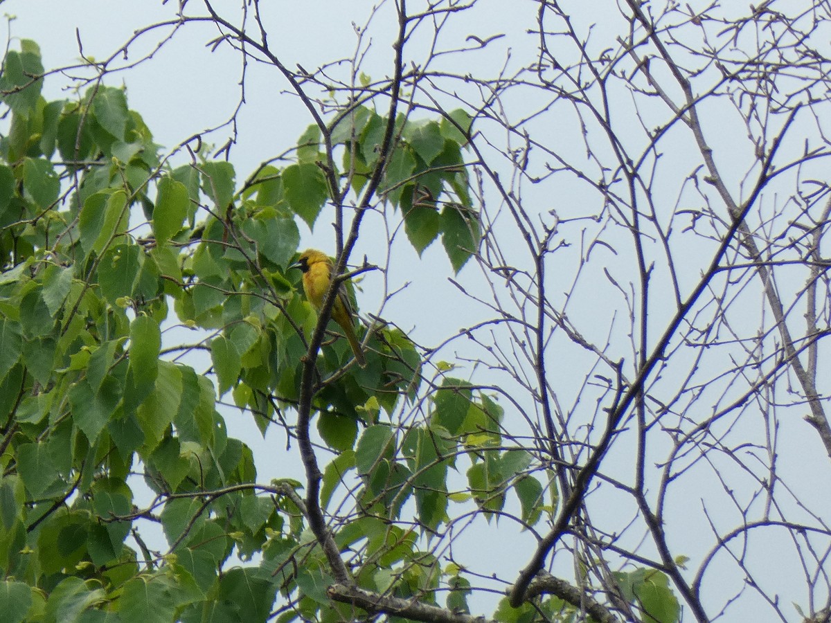 Orchard Oriole - ML619938243