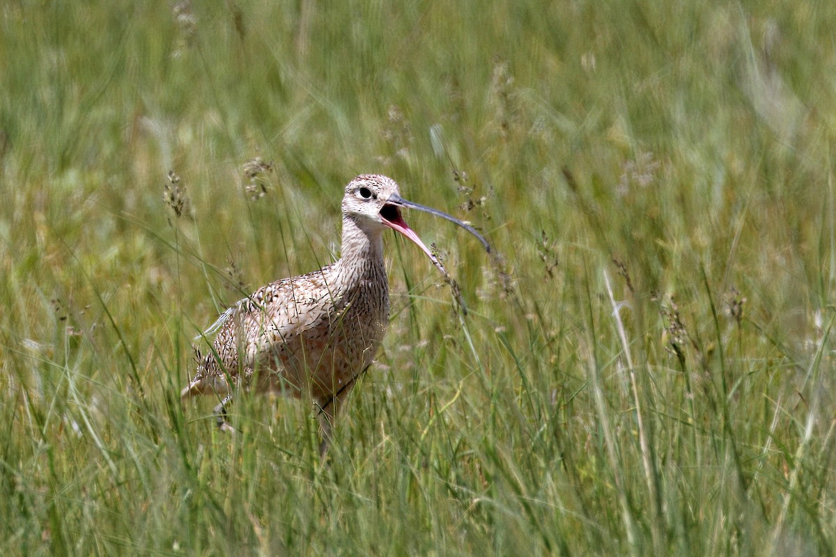Long-billed Curlew - ML619938255