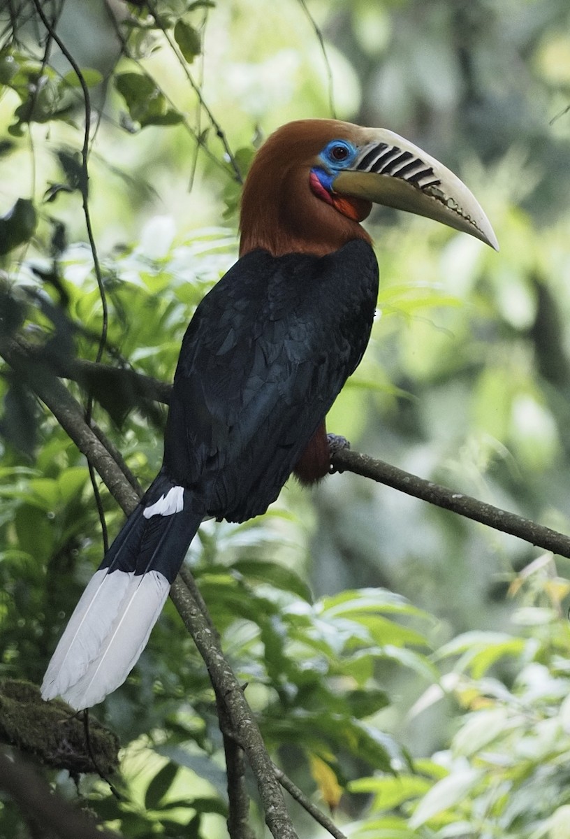 Rufous-necked Hornbill - Nikhil Patwardhan