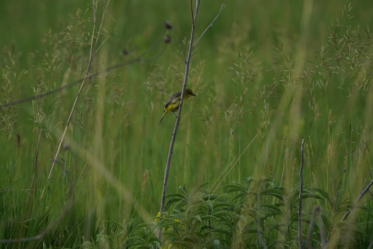Orchard Oriole - ML619938278