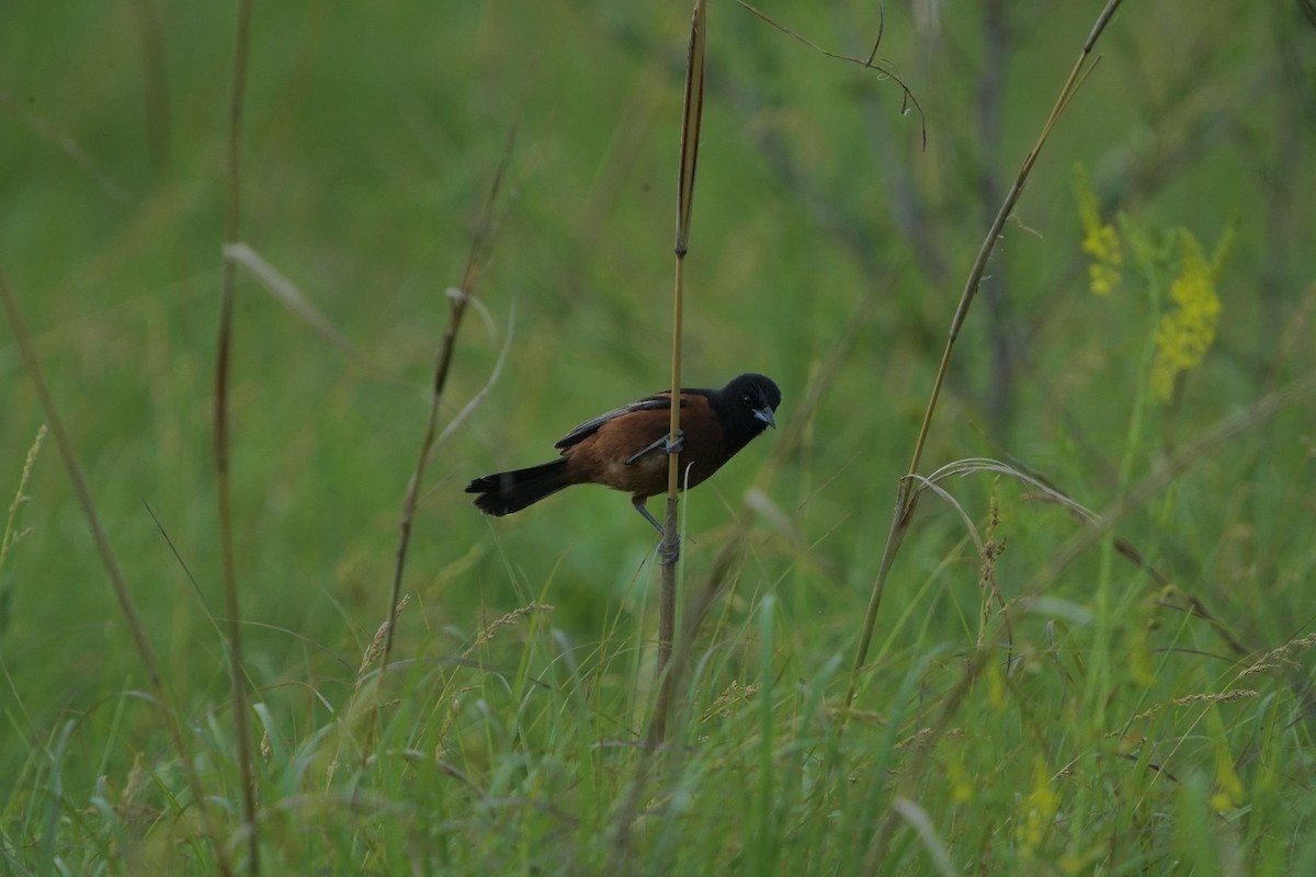 Orchard Oriole - ML619938279