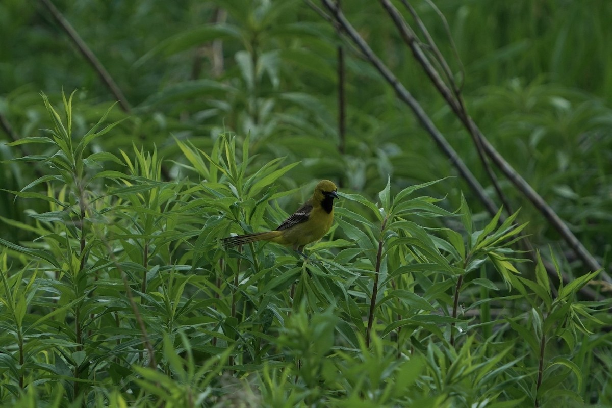 Orchard Oriole - ML619938281