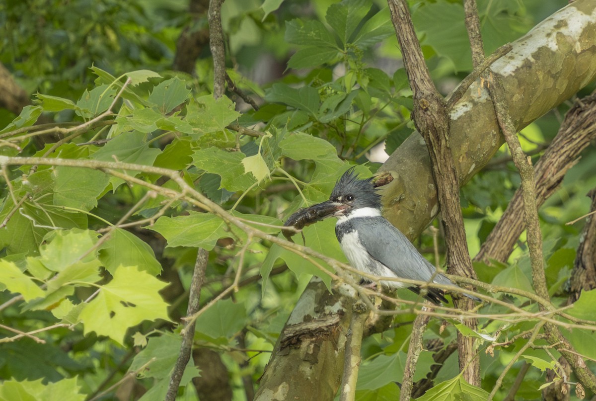 Belted Kingfisher - ML619938290
