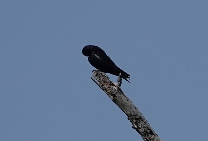 Purple Martin - ML619938292