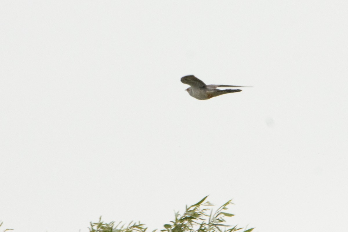 Common Cuckoo - ML619938295