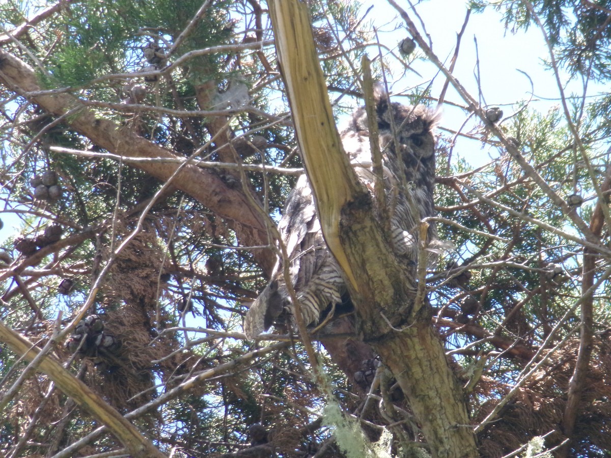Great Horned Owl - ML619938296