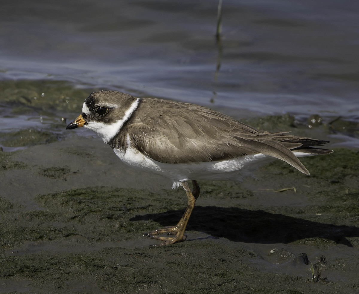 Semipalmated Plover - ML619938297