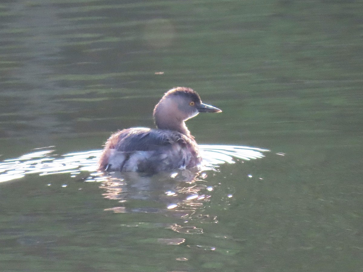 Least Grebe - ML619938325