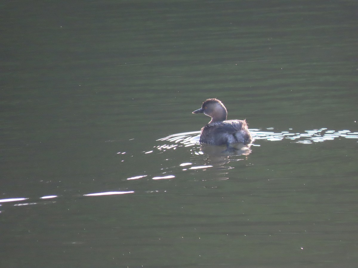 Least Grebe - ML619938326