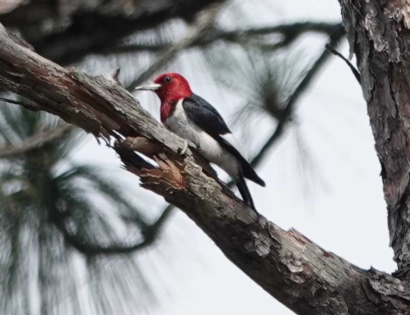 Red-headed Woodpecker - ML619938334