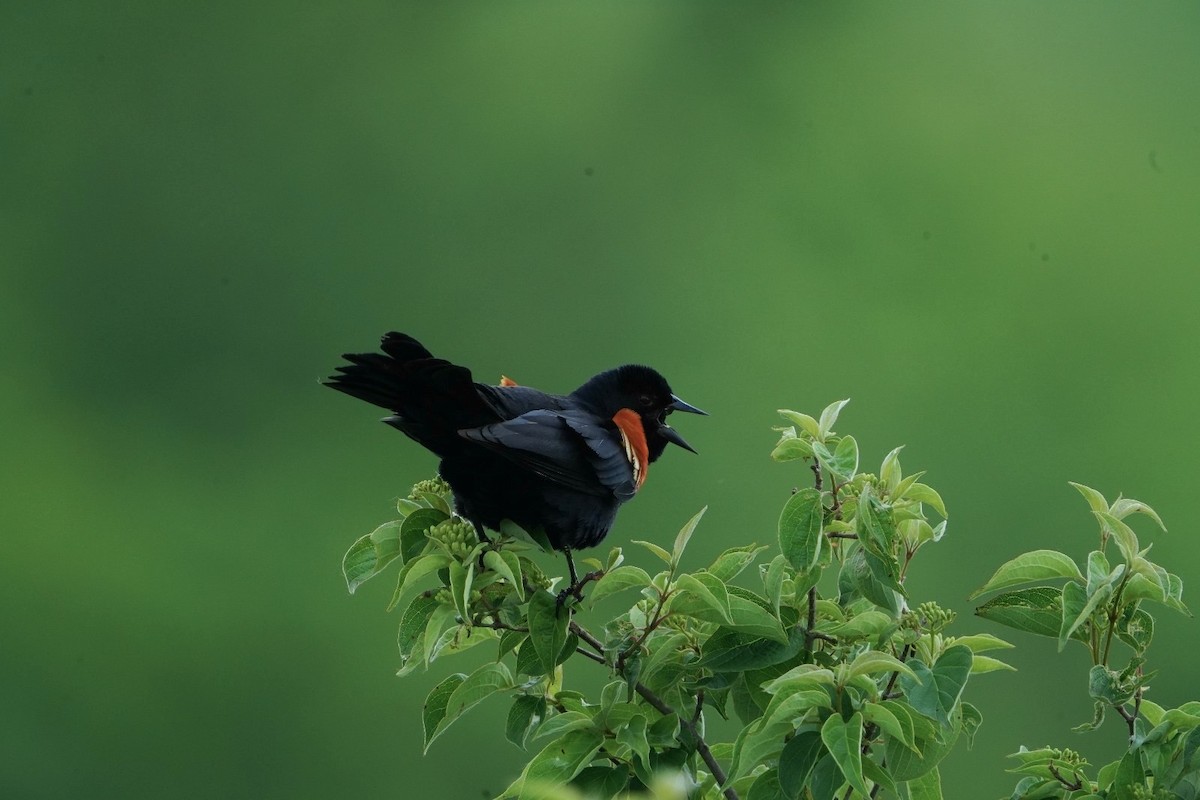 Red-winged Blackbird - ML619938338