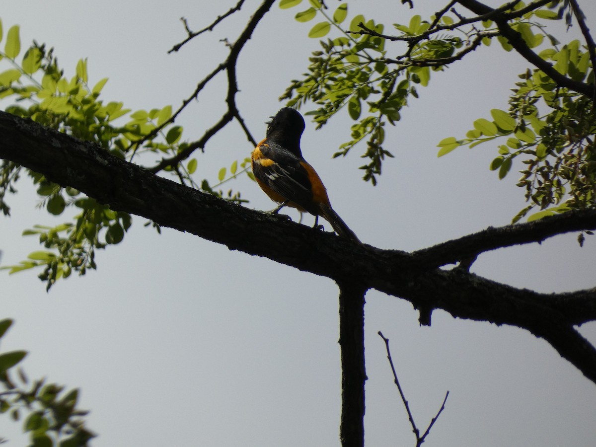 Baltimore Oriole - ML619938344