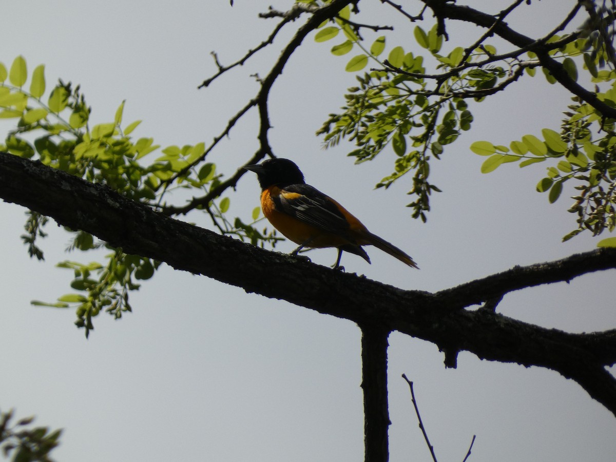 Baltimore Oriole - ML619938345