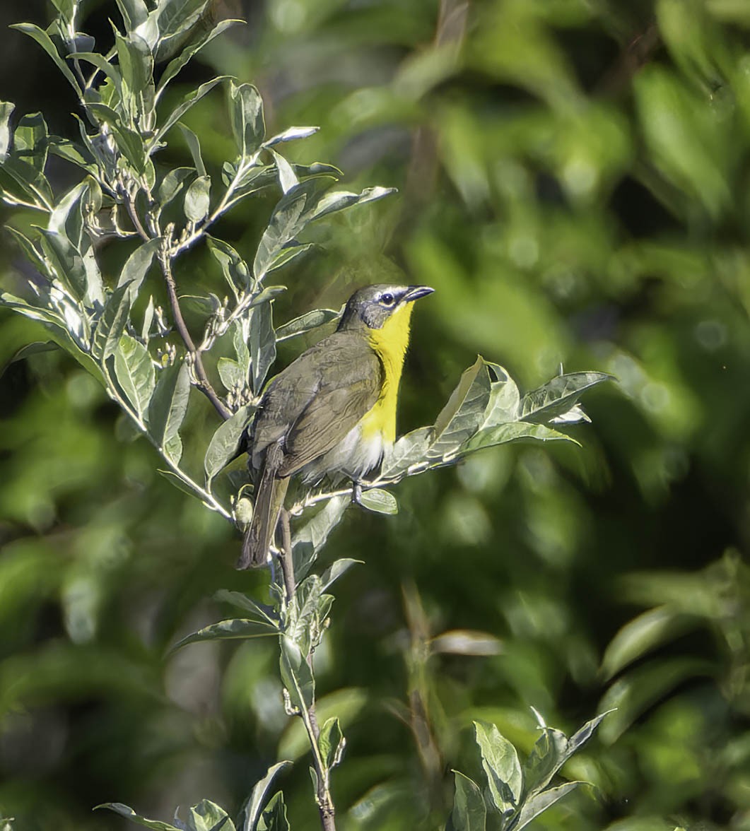 Yellow-breasted Chat - ML619938348