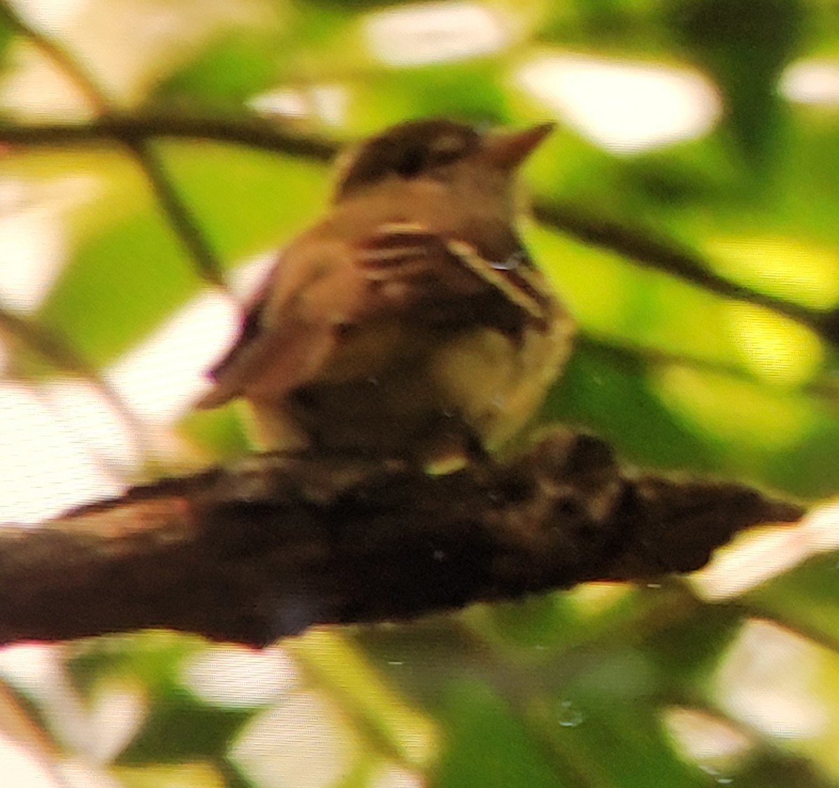 Acadian Flycatcher - ML619938356